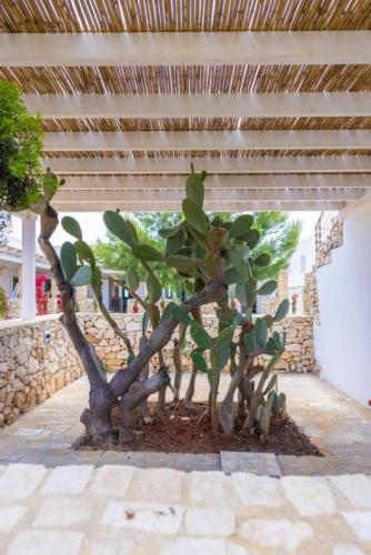 masseria-baroni-di-montesardo-lido-marini-lecce-patio